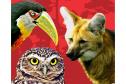 Paraná vai lançar em simpósio livro da fauna ameaçada,