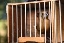 Pássaros resgatados do tráfico de animais começaram a voltar para a natureza nesta quarta-feira (25)