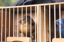 Pássaros resgatados do tráfico de animais começaram a voltar para a natureza nesta quarta-feira (25)