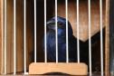 Pássaros resgatados do tráfico de animais começaram a voltar para a natureza nesta quarta-feira (25)