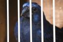Pássaros resgatados do tráfico de animais começaram a voltar para a natureza nesta quarta-feira (25)