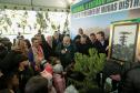 Jardim do Palácio Iguaçu recebe clone de araucária de 700 anos