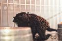 Instituto Água e Terra iniciou o processo de avaliação clínica de animais vítimas do tráfico internacional resgatados pela Polícia Civil 