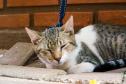 5º ciclo do CastraPet Paraná: Estado vai ampliar o número de cães e gatos imunizados contra a raiva