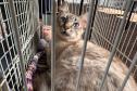 5º ciclo do CastraPet Paraná: Estado vai ampliar o número de cães e gatos imunizados contra a raiva