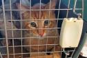 5º ciclo do CastraPet Paraná: Estado vai ampliar o número de cães e gatos imunizados contra a raiva