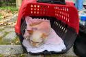 5º ciclo do CastraPet Paraná: Estado vai ampliar o número de cães e gatos imunizados contra a raiva