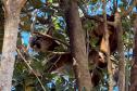 Onça-parda fêmea é resgatada em árvore e devolvida à natureza no Oeste do Paraná