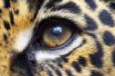 O que fazer se encontrar uma onça ou outro felino silvestre? IAT divulga orientações