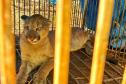 O que fazer se encontrar uma onça ou outro felino silvestre? IAT divulga orientações