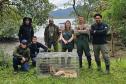 Após ser encontrado no mar, bugio-ruivo é reintegrado à natureza no Litoral do Paraná