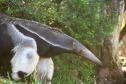 Dia Nacional de Defesa da Fauna Silvestre: veja cinco ações para proteger os animais