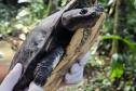 Cágado-pescoço-de-cobra foi devolvido ao seu habitat natural nesta terça-feira (23) por técnicos do Instituto Água e Terra (IAT).