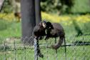 Macacos-prego que estavam vivendo em cativeiros irregulares encontraram no Zoológico de Curitiba um novo lar