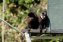 Macacos-prego que estavam vivendo em cativeiros irregulares encontraram no Zoológico de Curitiba um novo lar
