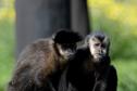 Macacos-prego que estavam vivendo em cativeiros irregulares encontraram no Zoológico de Curitiba um novo lar