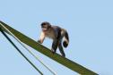 Macacos-prego que estavam vivendo em cativeiros irregulares encontraram no Zoológico de Curitiba um novo lar