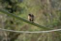 Macacos-prego que estavam vivendo em cativeiros irregulares encontraram no Zoológico de Curitiba um novo lar