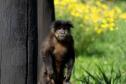 Macacos-prego que estavam vivendo em cativeiros irregulares encontraram no Zoológico de Curitiba um novo lar