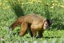 Macacos-prego que estavam vivendo em cativeiros irregulares encontraram no Zoológico de Curitiba um novo lar