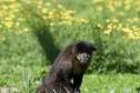 Macacos-prego que estavam vivendo em cativeiros irregulares encontraram no Zoológico de Curitiba um novo lar