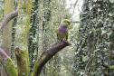 Guardiões da Fauna: IAT promove ação de educação ambiental no Parque das Aves