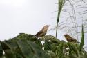 Periquito, Gaturamo-bandeira e Guaxe: Passarinhar Paraná chega a Foz do Iguaçu