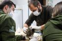 IAT reforça pronto atendimento à fauna silvestre do Litoral para a temporada de verão