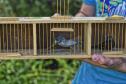 Técnicos do Instituto Água e Terra (IAT) fizeram a soltura de seis pássaros no Litoral do Paraná
