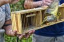 Técnicos do Instituto Água e Terra (IAT) fizeram a soltura de seis pássaros no Litoral do Paraná