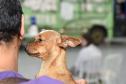 CastraPet leva saúde e bem-estar a cães e gatos da Região Metropolitana de Curitiba