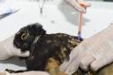 IAT reforça parceria com a Unicentro para atendimento à fauna silvestre 