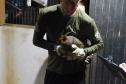 IAT resgata 29 cutias e 9 pacas de criadouro irregular em Cantagalo, no Centro-Sul