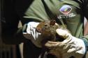 IAT resgata 29 cutias e 9 pacas de criadouro irregular em Cantagalo, no Centro-Sul