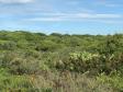 Fazer jardins em área de restinga é crime ambiental