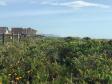 Fazer jardins em área de restinga é crime ambiental