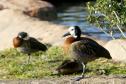 Aves apreendidas em fiscalizações são devolvidas à natureza