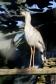 Aves apreendidas em fiscalizações são devolvidas à natureza