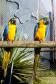 Aves apreendidas em fiscalizações são devolvidas à natureza