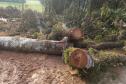 IAP apreende madeira de corte ilegal de vegetação nativa