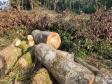 IAP apreende madeira de corte ilegal de vegetação nativa