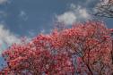 Primavera começa com temperatura amena e sem chuva no Paraná