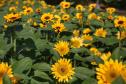 Campos de flores no Paraná encantam turistas