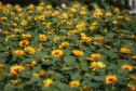 Campos de flores no Paraná encantam turistas