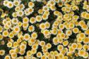 Campos de flores no Paraná encantam turistas