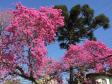Campos de flores no Paraná encantam turistas
