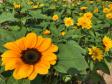 Campos de flores no Paraná encantam turistas