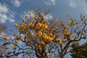 Campos de flores no Paraná encantam turistas