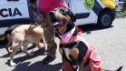Paraná Pet Amigo resulta em 91 adoções no Estado
