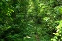 Paraná termina primeira fase do inventário florestal